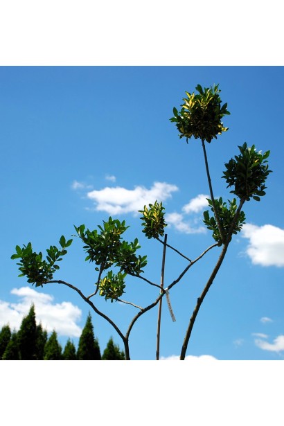 Бруслина форчуна Блонді / Інтерболві на штамбі | Бересклет форчуна Блонди / Интерболви на штамбе | Euonymus fortunei Blondy / Interbolwi on shtambe